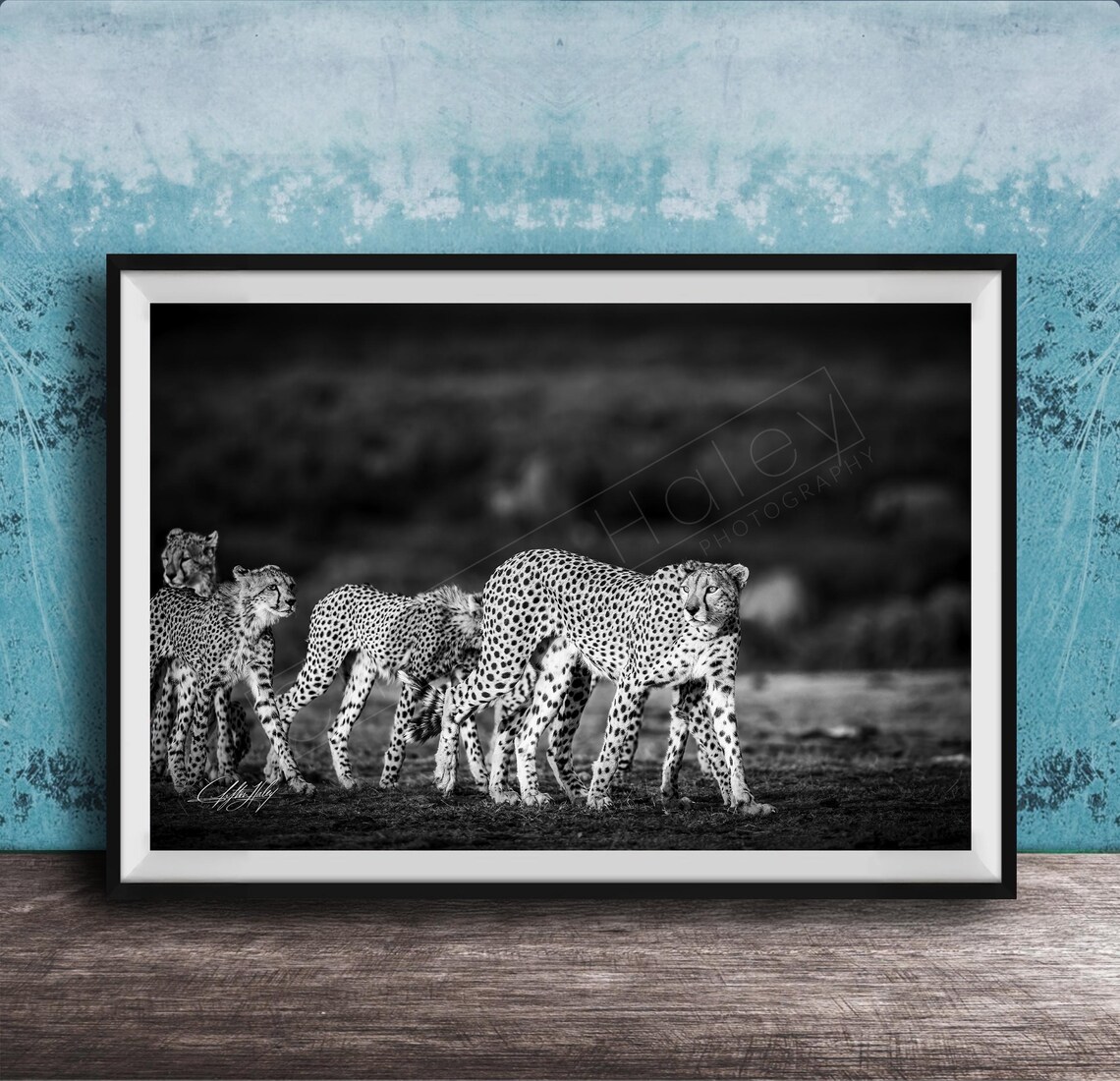 Cheetahs Walking In Line Black And White Safari Wildlife Photo Poster