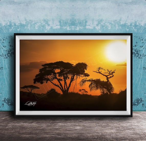 Acacia Trees At Golden African Sunset Silhouette Photo Poster