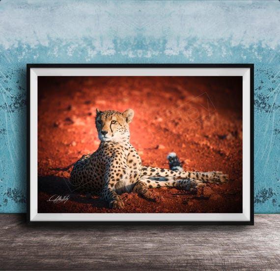Cheetah Wall Print Black White Safari Animal Decor