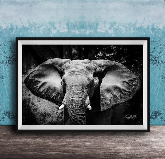 Sumatran Elephant Fine Art Print Black White Made To Order