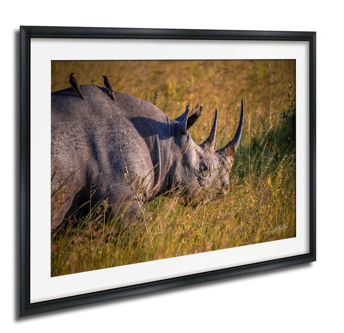 Black Rhino With Oxpeckers In Tall Grass Safari Wildlife Photo Poster