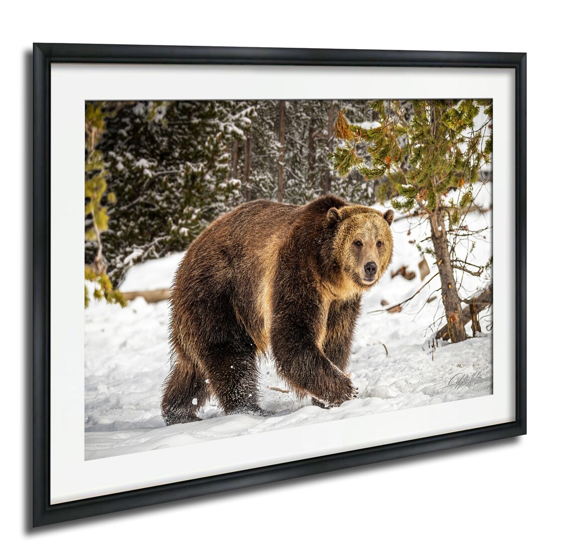 Grand Teton Bear Art Print, Winter Wildlife Scene