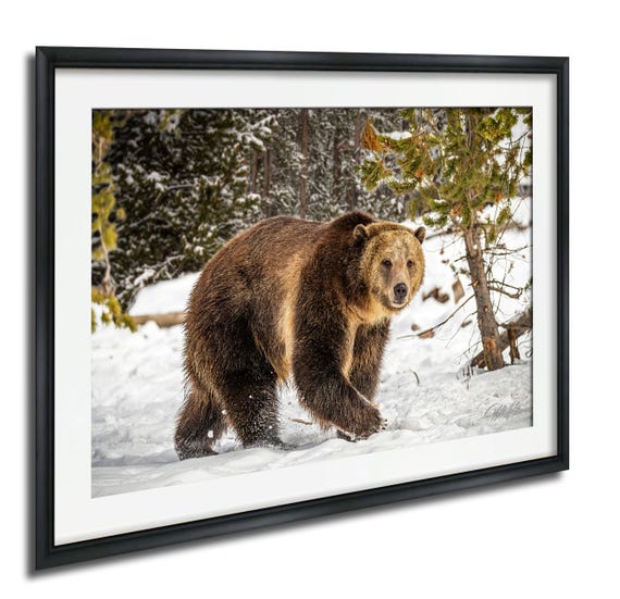 Grand Teton Bear Art Print, Winter Wildlife Scene