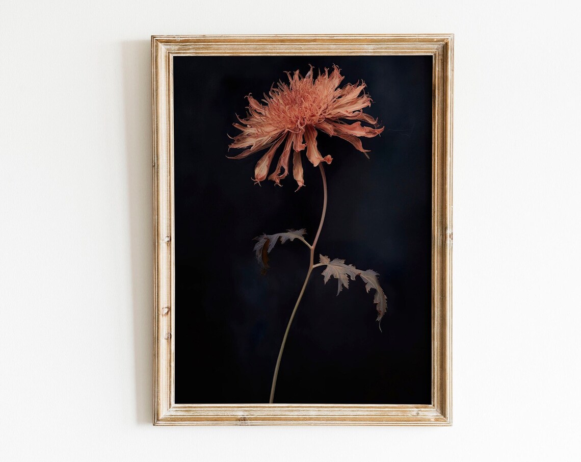 Dark Moody Floral Botanical Art Print Single Flower Black Decor