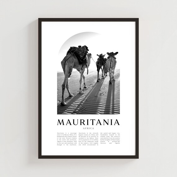 Mauritania Desert Camel Caravan Walking Away Black and White Photo Poster