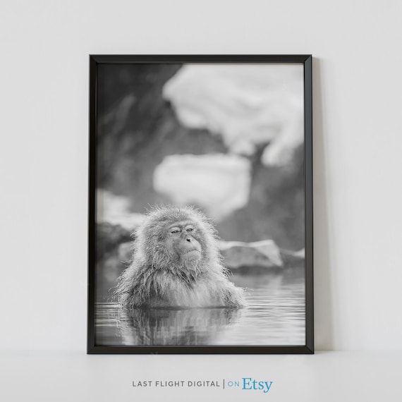 Japanese Snow Monkey Hot Spring Bath Black And White Photo Poster