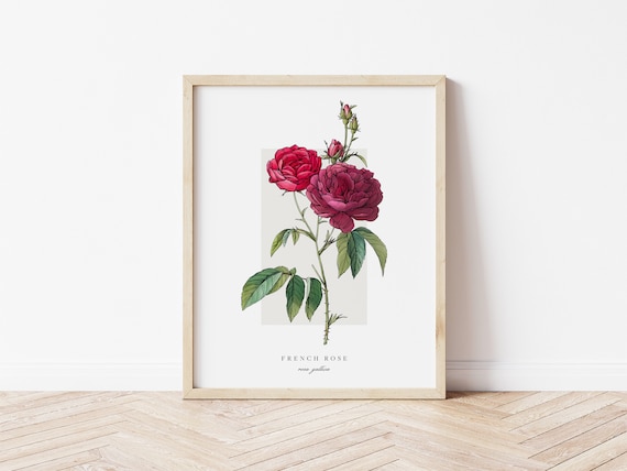 French Rose Botanical Outline Vintage Watercolor Print