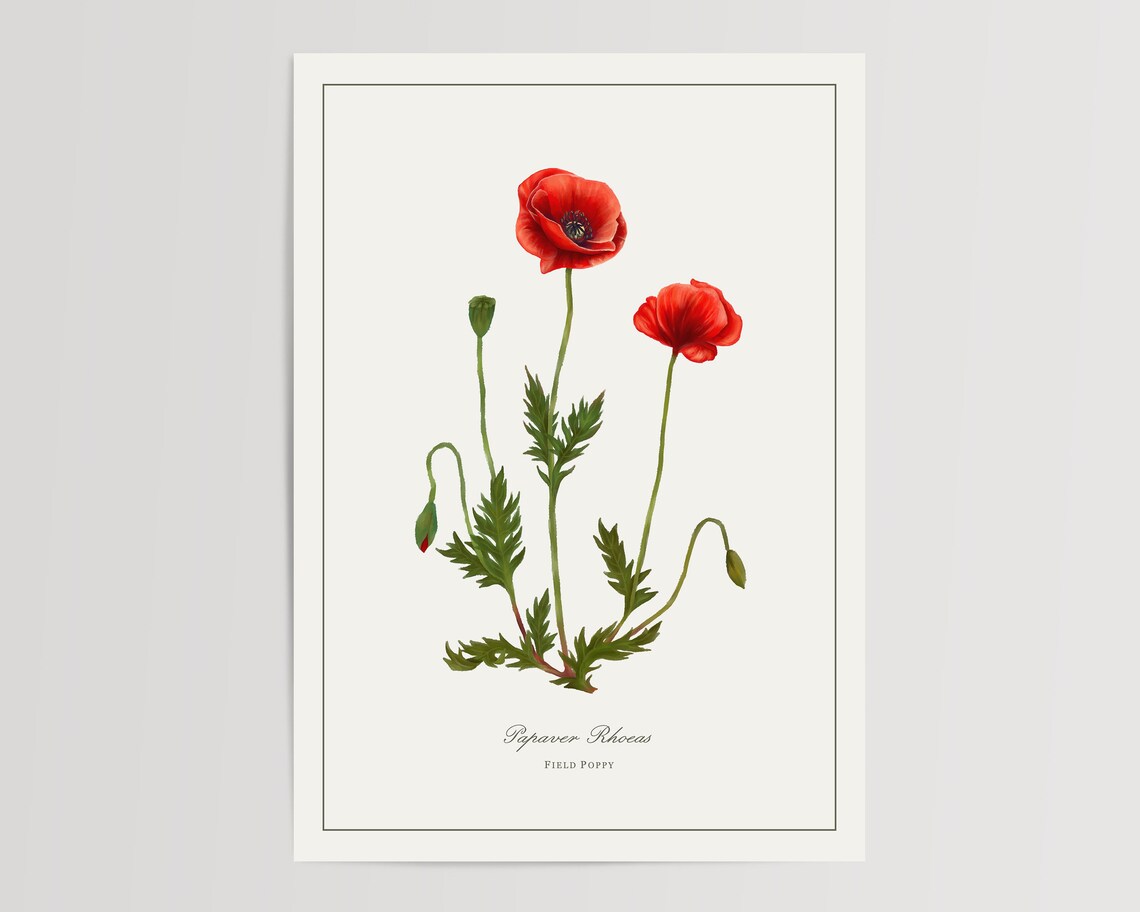 Field Poppy Print, Floral Watercolor Art Print