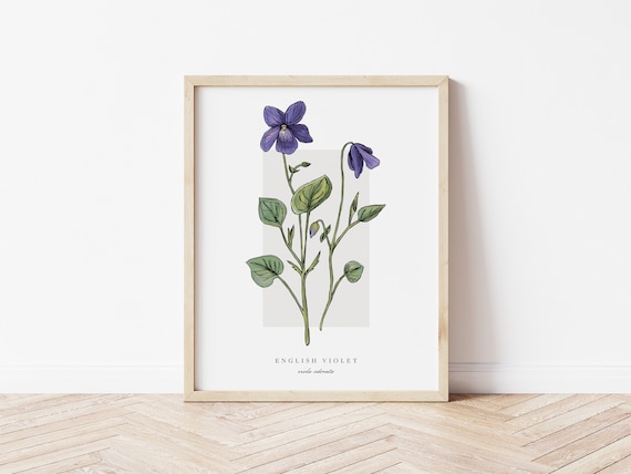 English Violet Botanical Outline Vintage Art Print