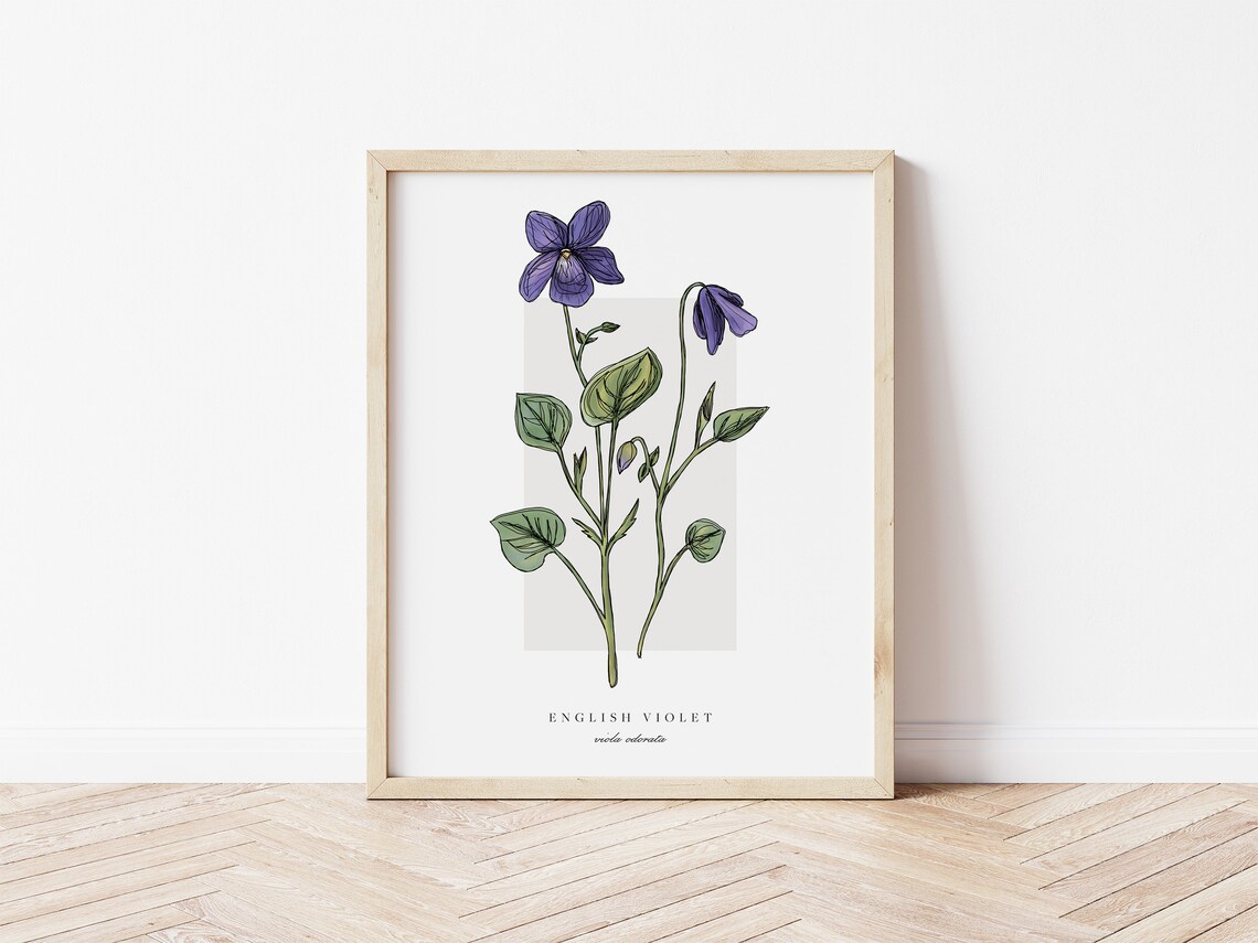 English Violet Botanical Outline Vintage Art Print