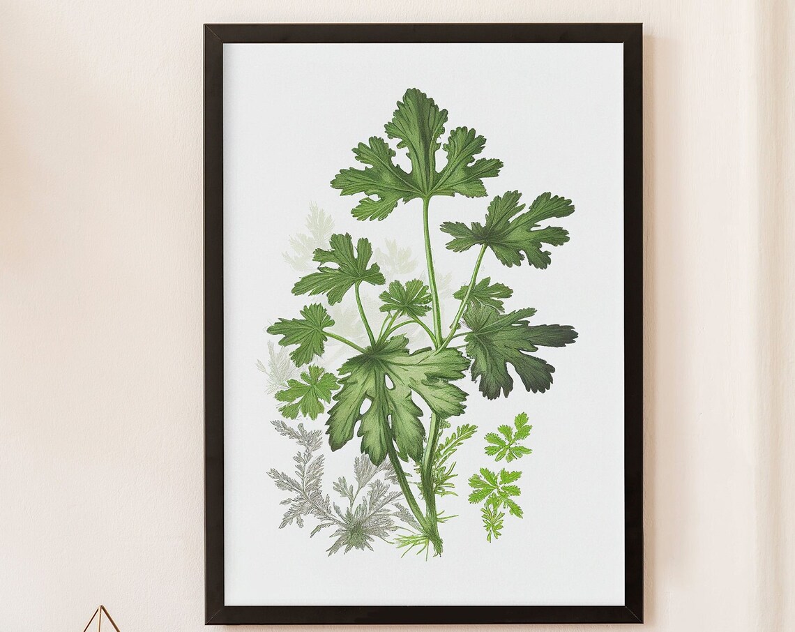Parsley Botanical Vintage Style Herb Illustration Art Poster