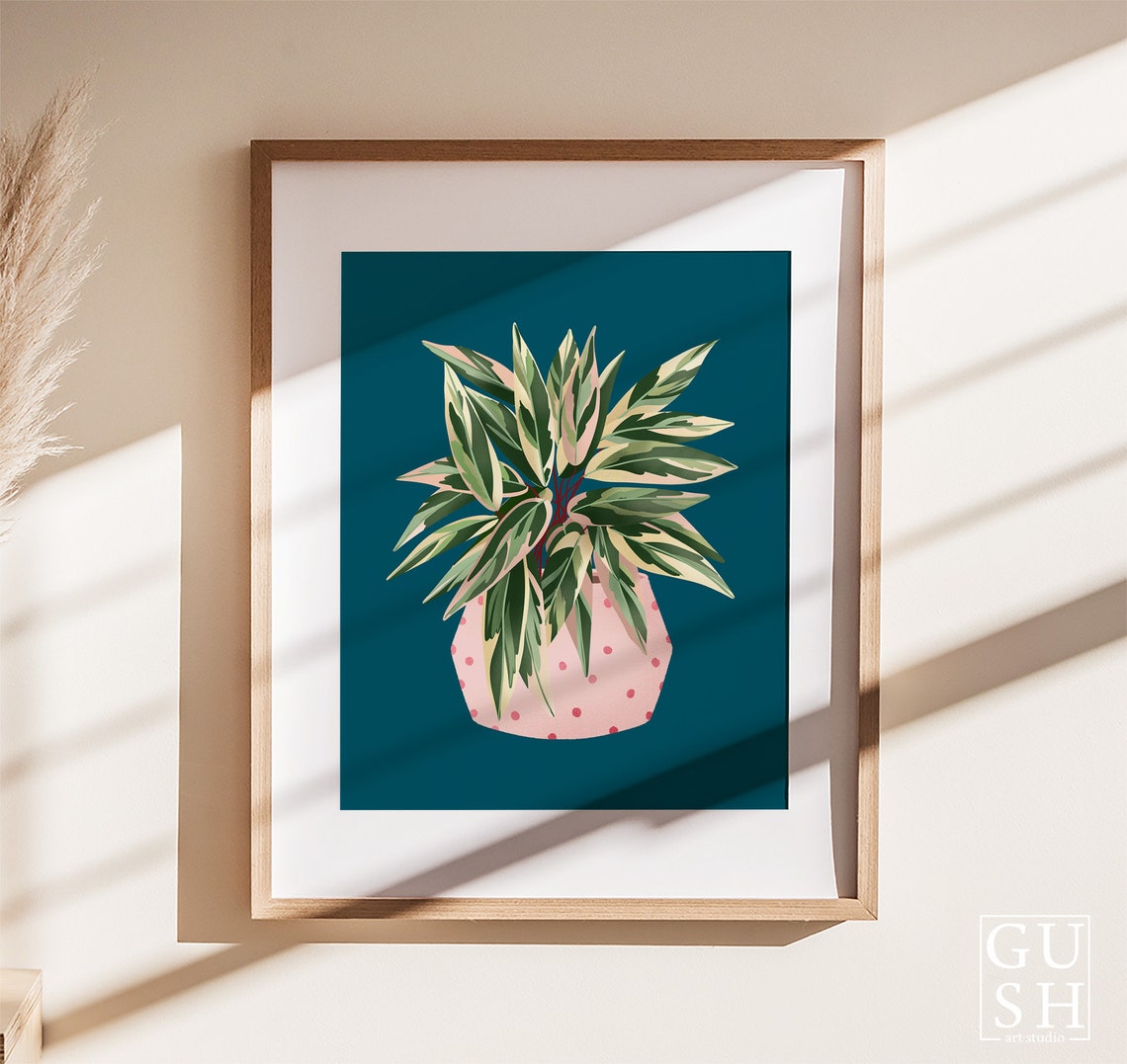 Variegated Calathea Print Pink Dotted Pot Deep Teal Background