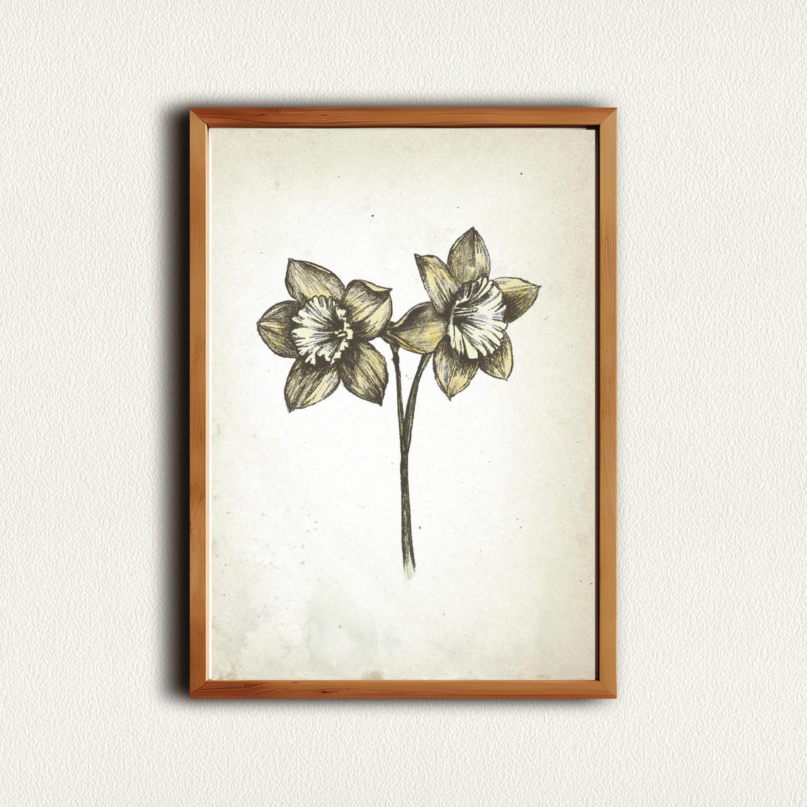 Two Daffodil Blooms On Stem Vintage Botanical Sketch Wall Art Piece