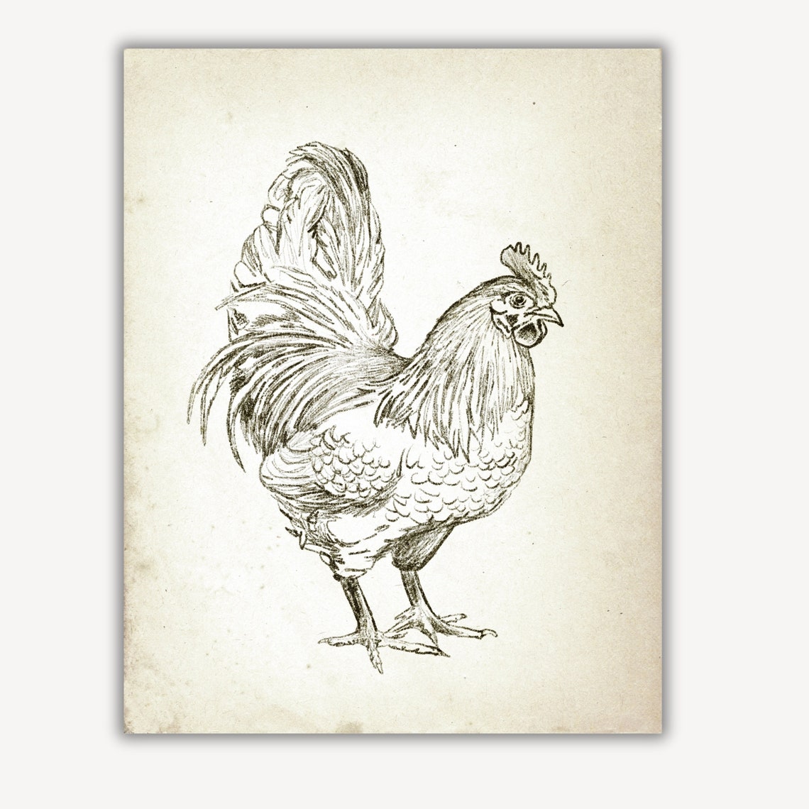 Vintage Rooster Chicken Print Vintage Nursery Wall Decor Farmhouse Wall Art Sketch Country Farm Painting Bird Illustration Painting - Image 4