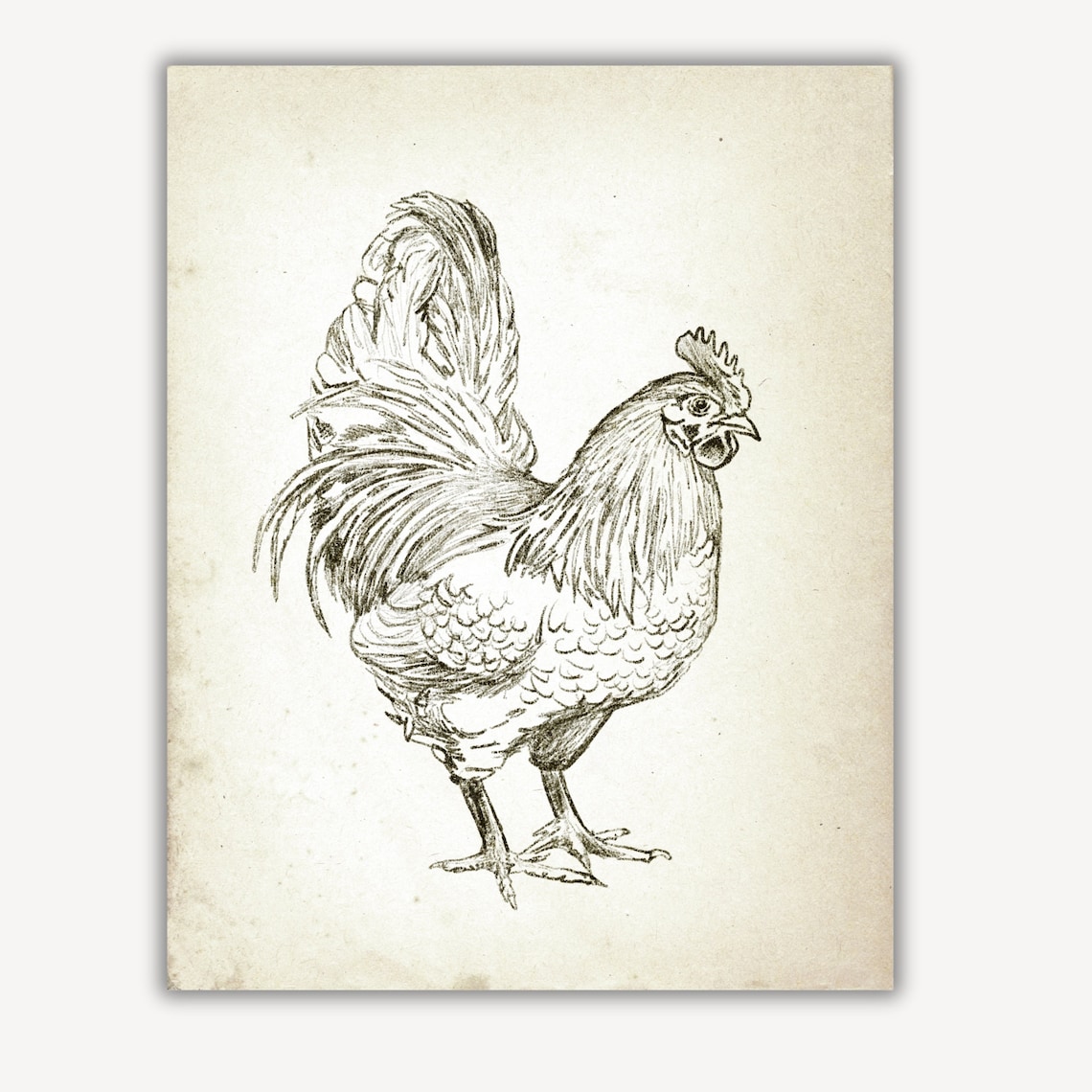 Vintage Rooster Ink Sketch Farmhouse Bird Rustic Country Wall Art - Image 4