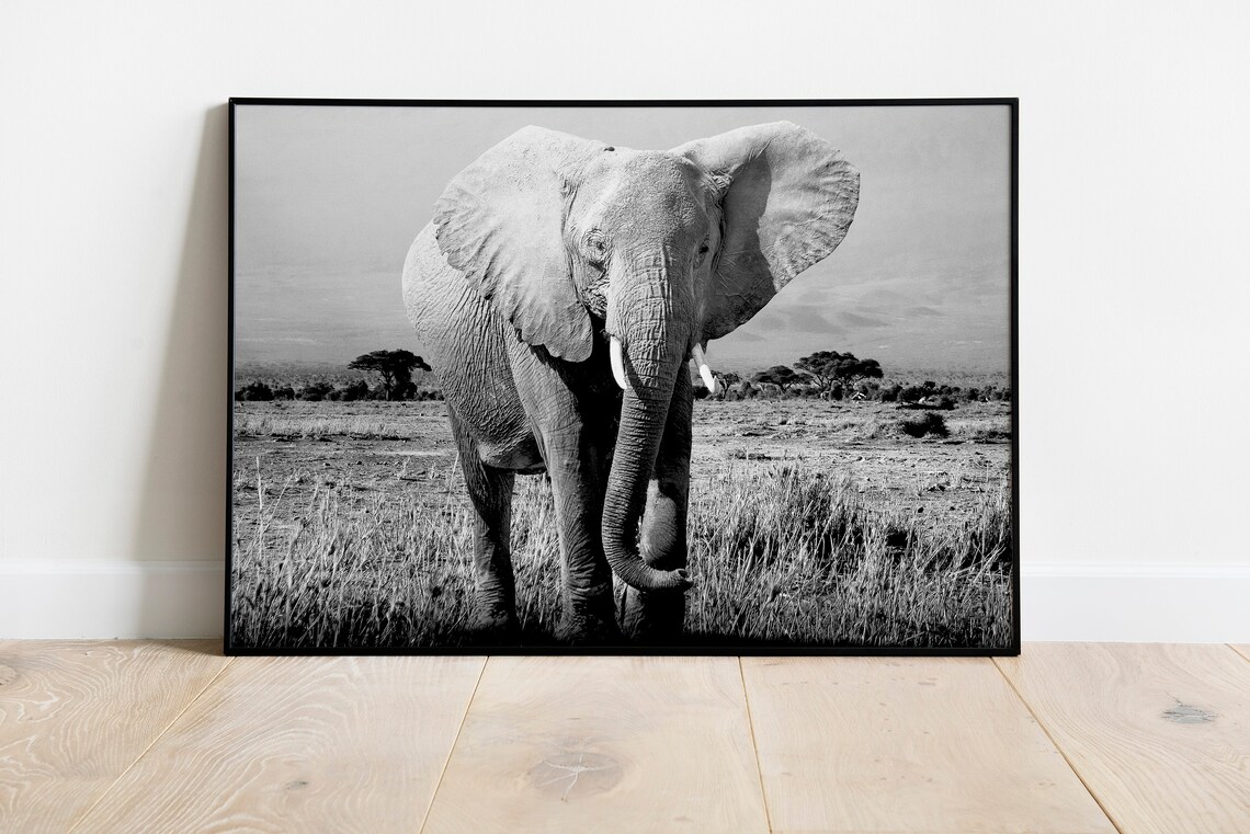 Elephant Photo, Safari African Animals Wall Art