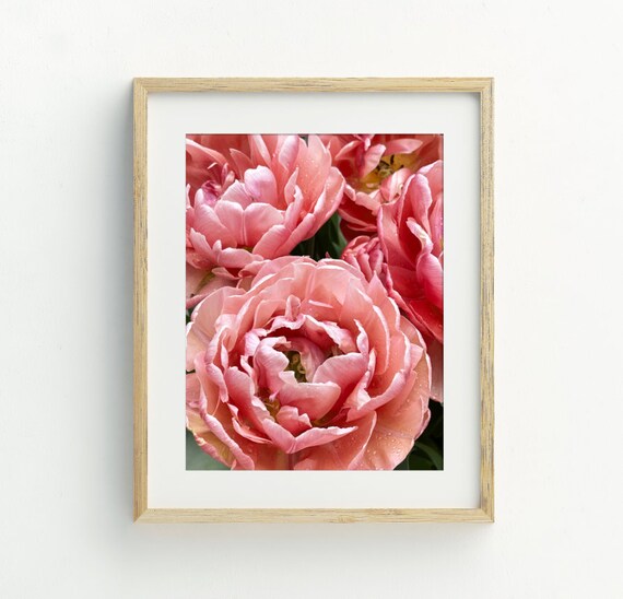 Tulip Art Print Flower Photography Instant Art Coral Flower Wall Decor Tulip Art 5x7 8x10 11x14 16x20
