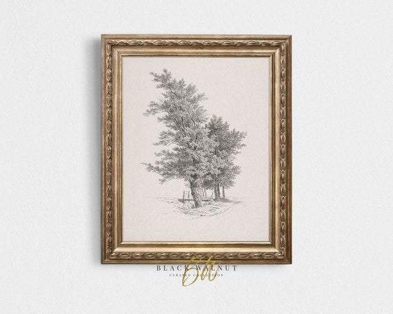 Vintage Tree Sketch Antique Tree Drawing French County Farmhouse Decor Vintage Sketch Art Art