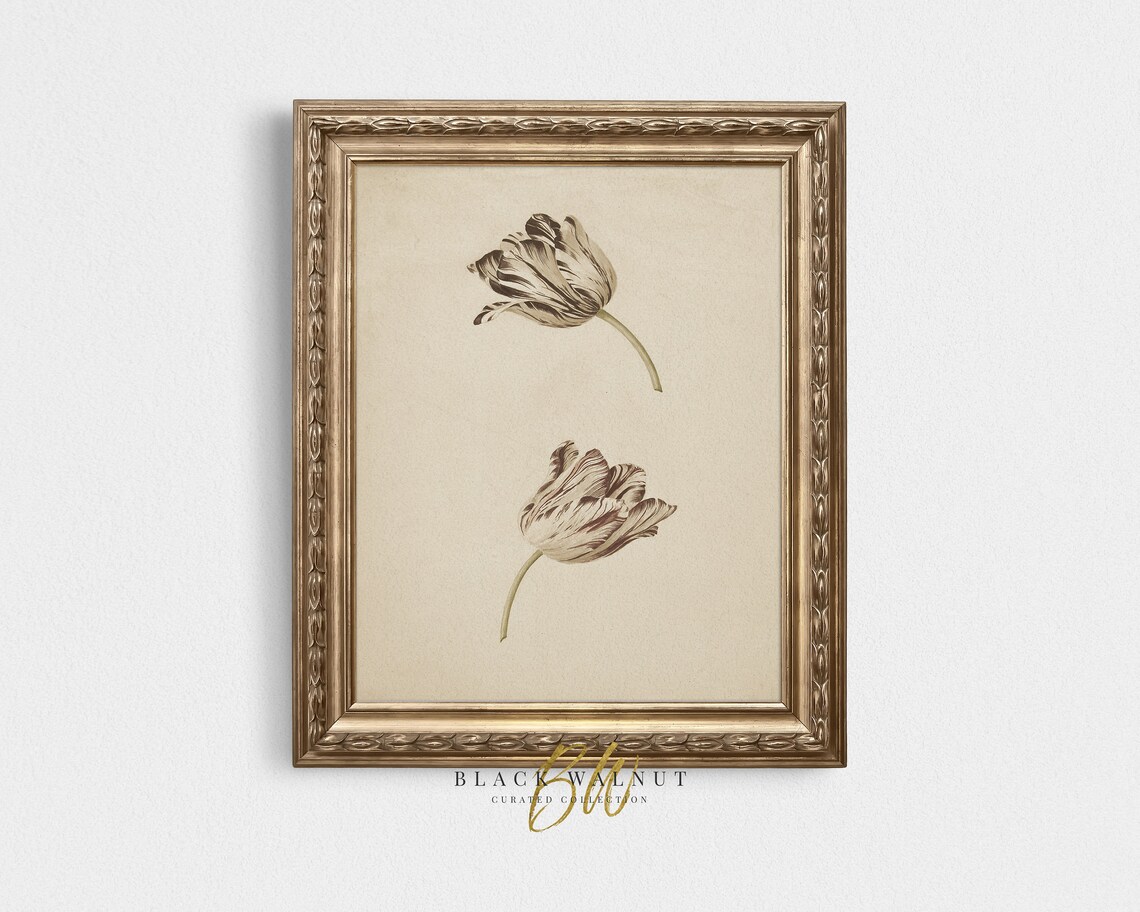 Antique Tulip Botanical Illustration Muted Brown Floral Sketch Poster