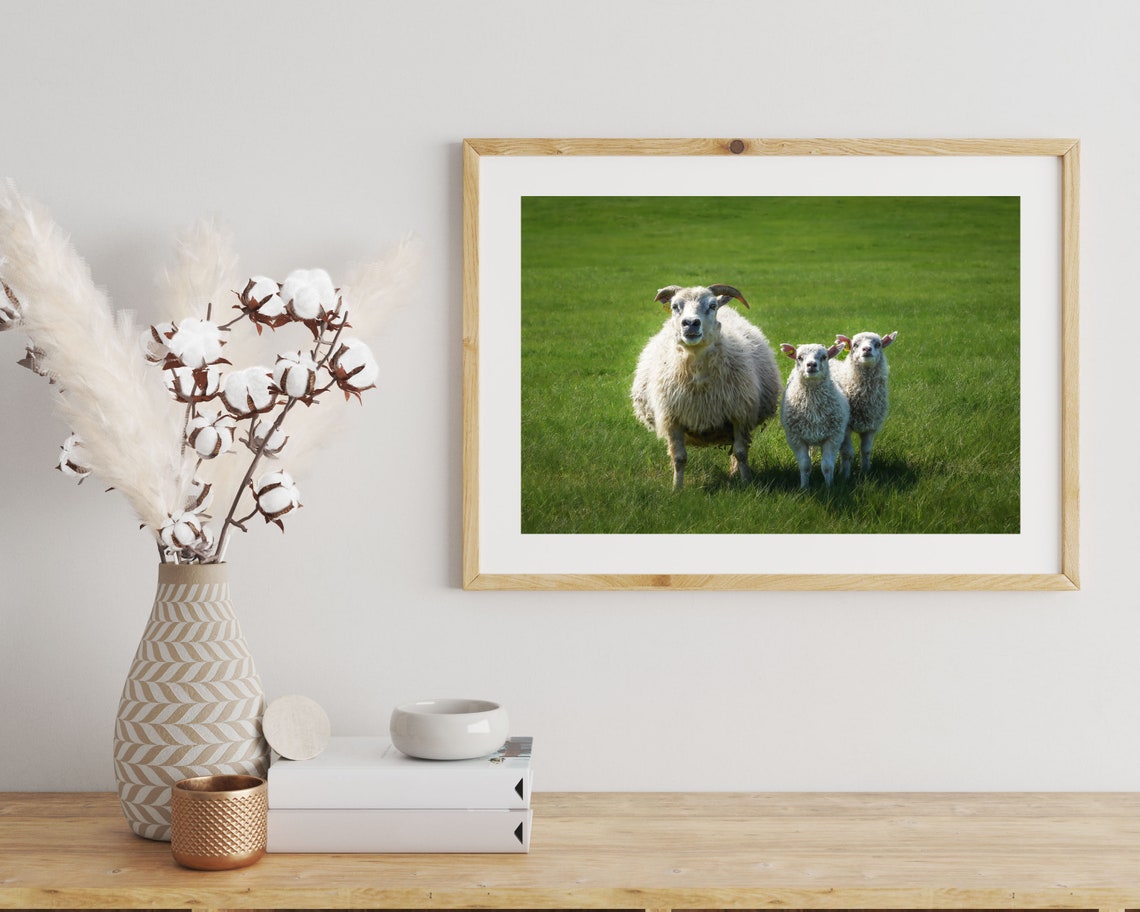 Iceland Farm Sheep Wall Art Print Farmhouse Decor Print Iceland Wildlife Photography Print Farm Animal Photography Print Sheep Poster - Image 2