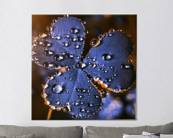 Blue Clover With Dew Drops Macro Botanical Photography Wall Art