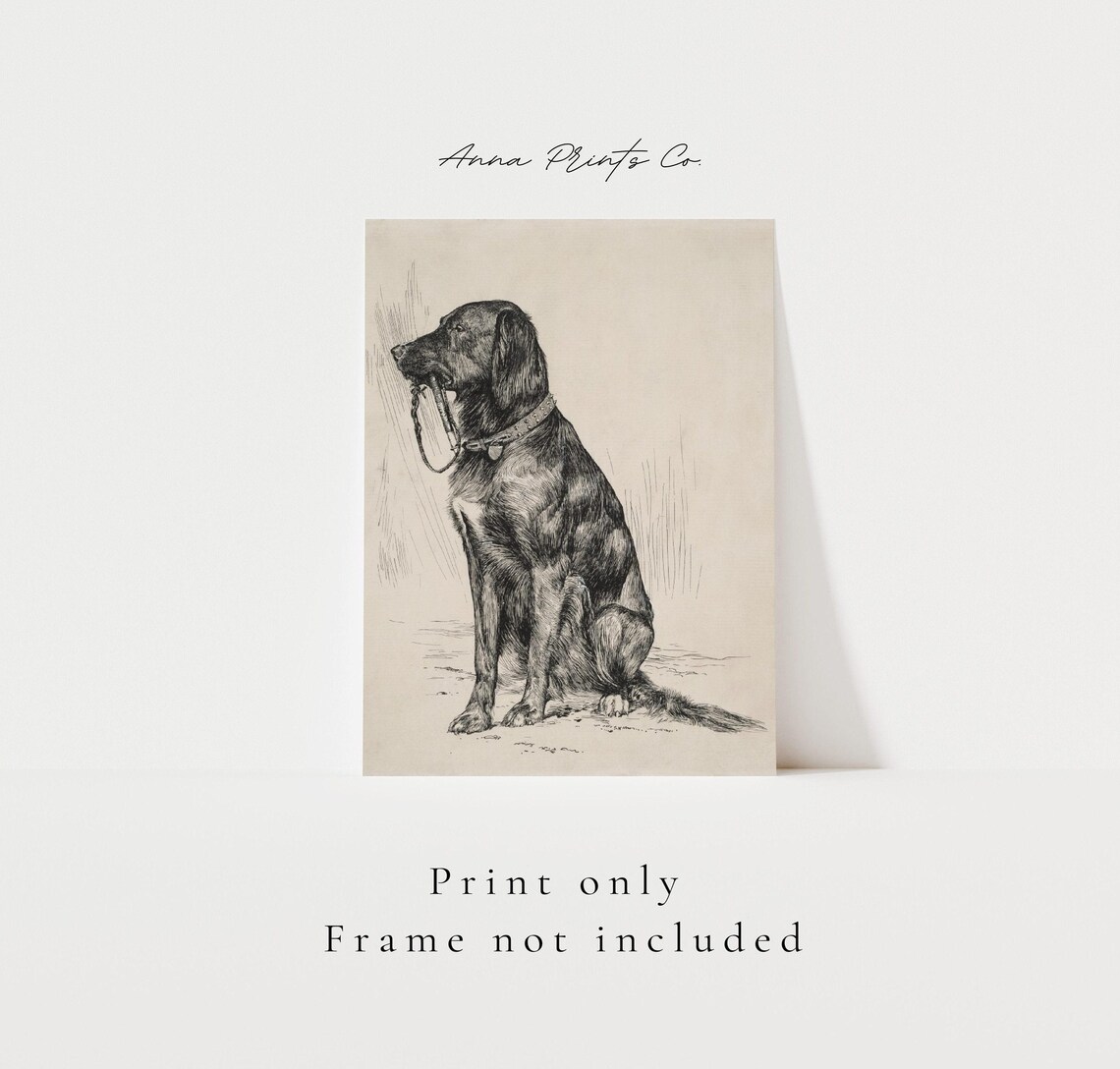 Antique Labrador Drawing, Vintage Dog Art Print - Image 3