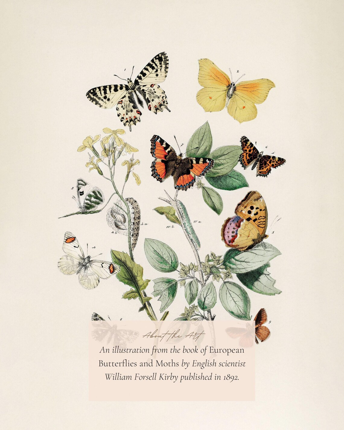 Butterflies And Moths Vintage Illustration Art Print - Image 2