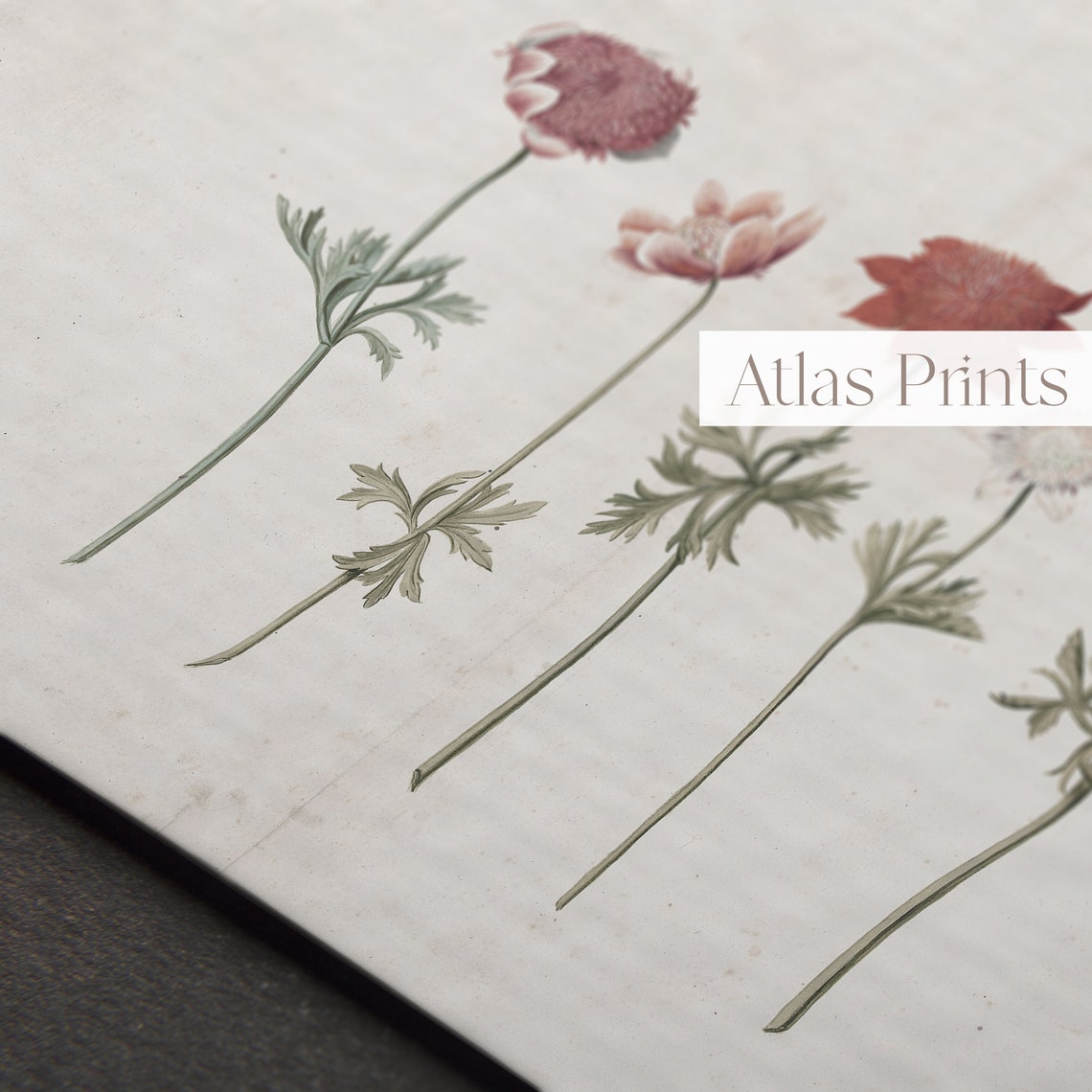 Vintage Botanical Plate Five Wildflowers Antique Illustration Poster - Image 2