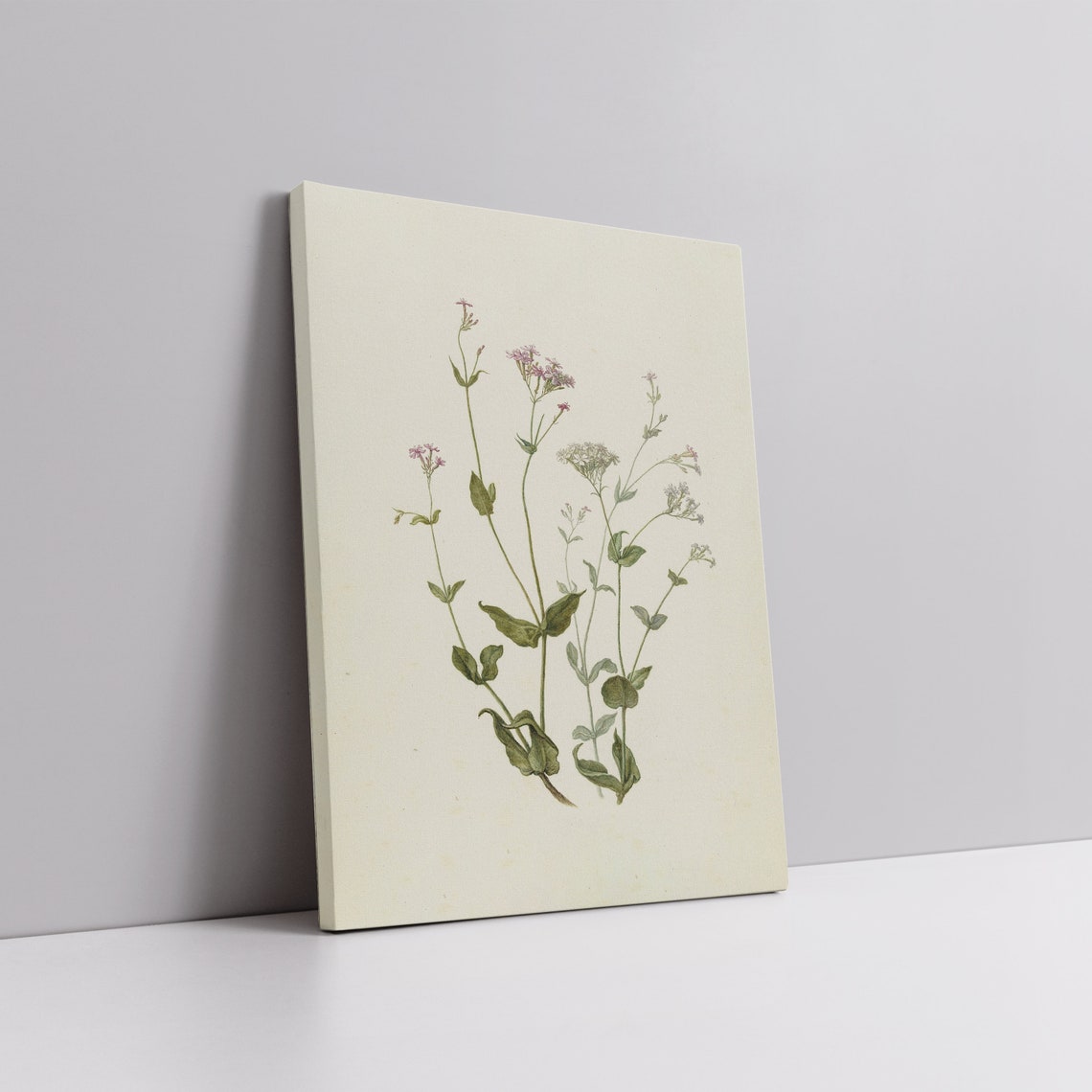Vintage Wildflower Botanical Study Pink Blossoms On Cream Paper Poster - Image 5