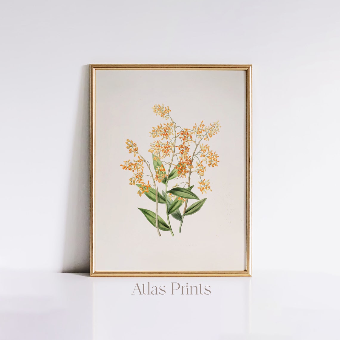 Antique Orange Orchid Botanical Illustration Vintage Floral Art Poster