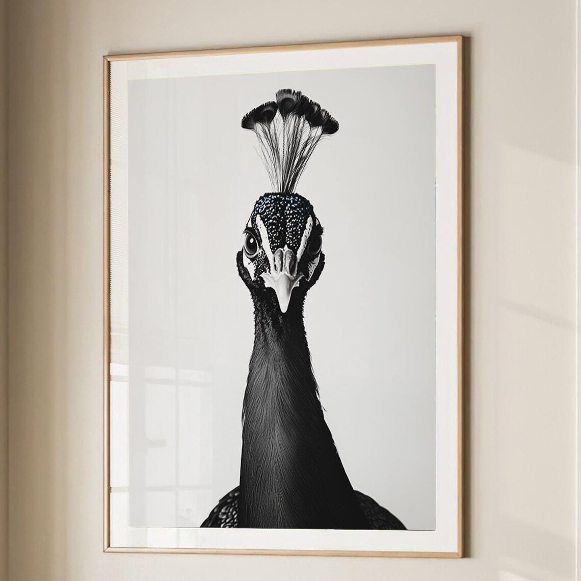 Black and White Peacock Portrait Front View Bird Photography Poster