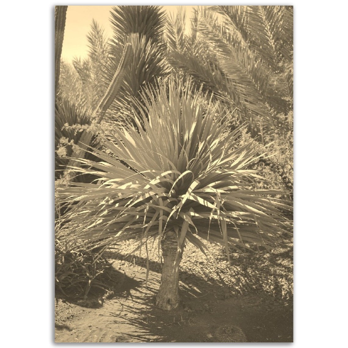Vintage Sepia Tropical Palm Tree Botanical Garden Photo Poster