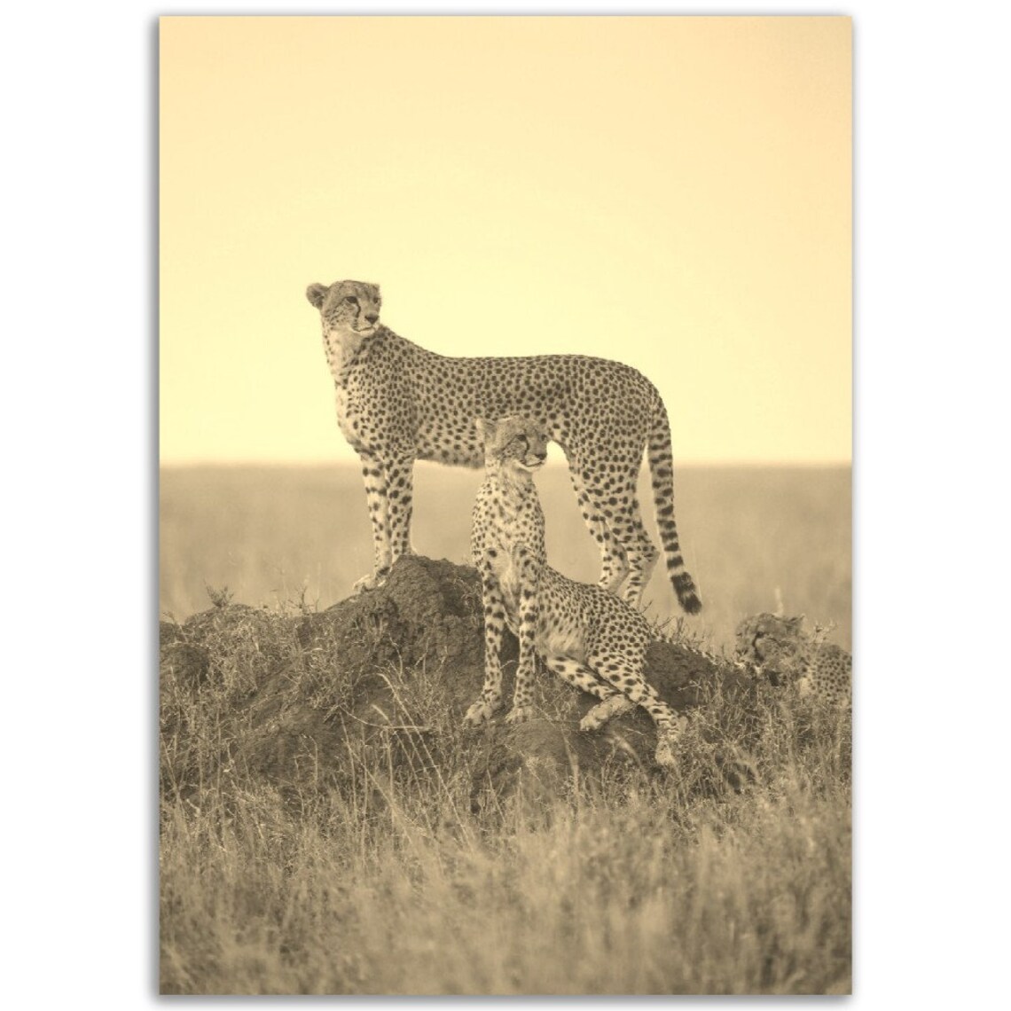 Sepia Cheetah Family Savanna Safari Vintage Photography Poster
