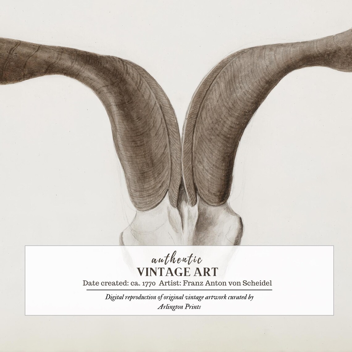 Longhorn Skull Neutral Minimalist Boho Farmhouse Animal Poster - Image 6