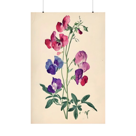 Sweet Pea Botanical Poster 13 Gifts For Mum Garden Wall Art Cute Decoration Vintage Book Print Artwork Retro Illustration Coquette Room