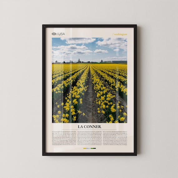 La Conner Washington Yellow Daffodil Field Spring Bloom Poster