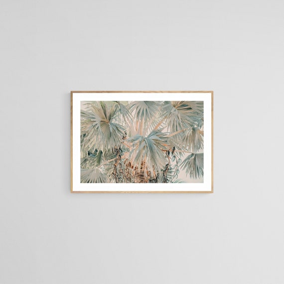 Palm Tree Photograph, Bismarck Morning Tropical