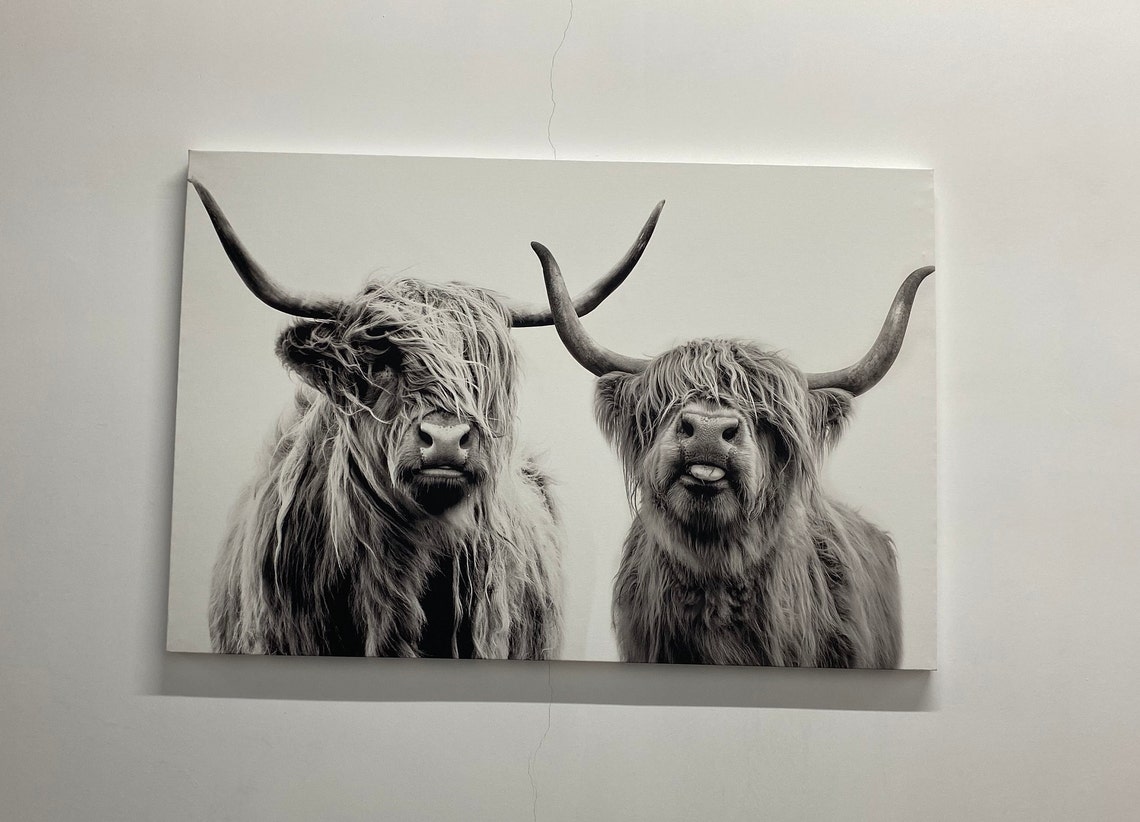 Two Shaggy Highland Cows Black White Farmhouse Photography Poster