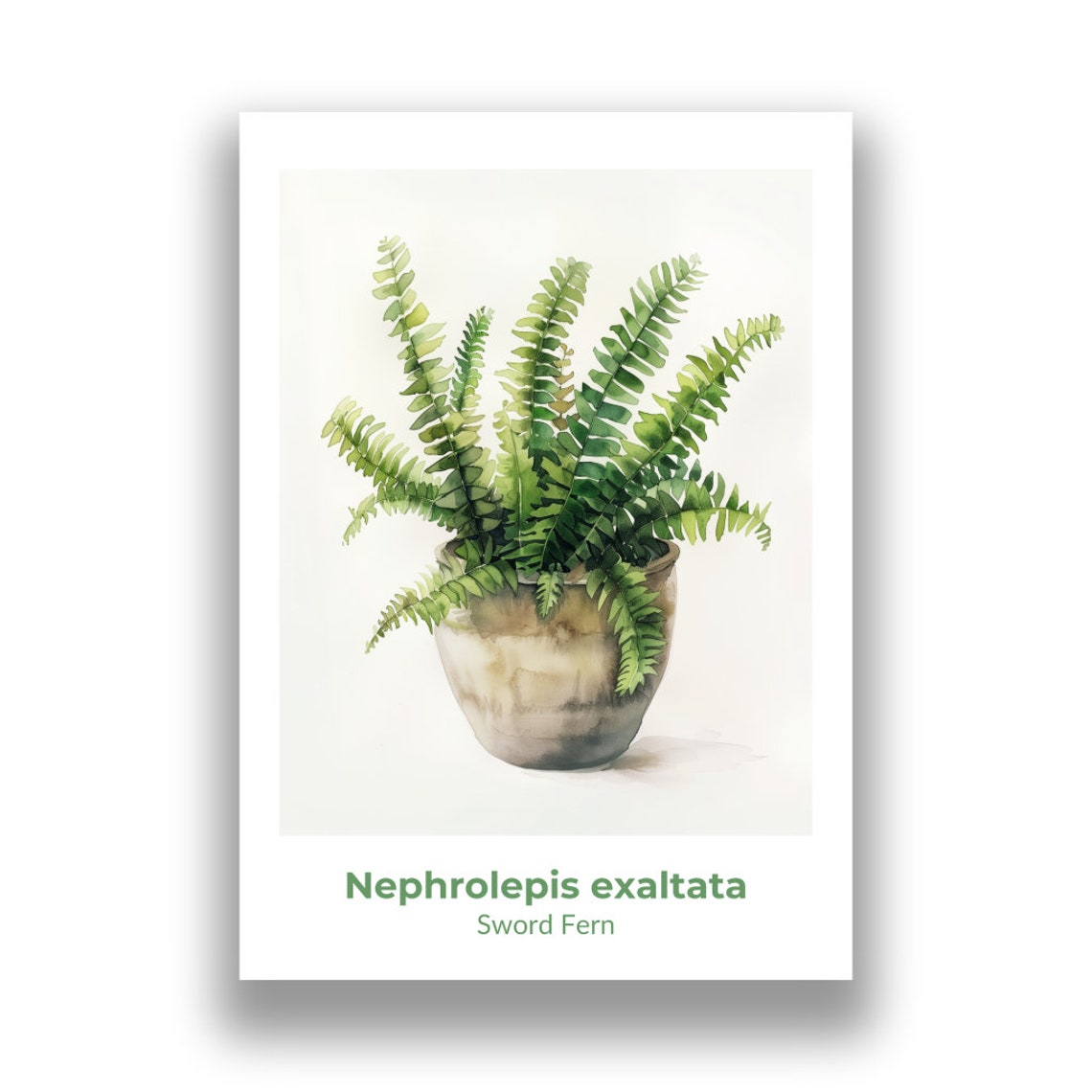 Nephrolepis Exaltata Sword Fern Potted Watercolor Botanical Poster - Image 2