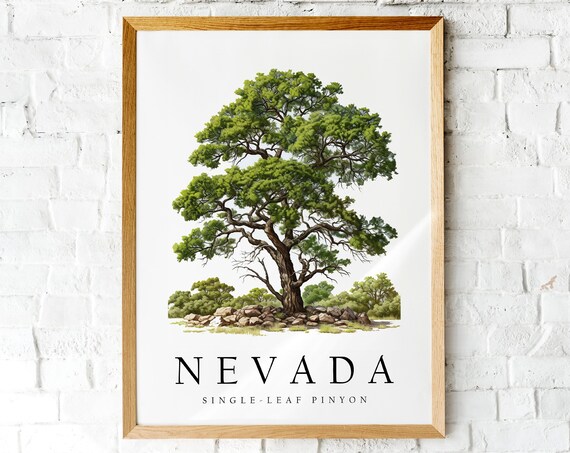 Nevada Single-Leaf Pinyon State Tree Botanical Illustration Poster