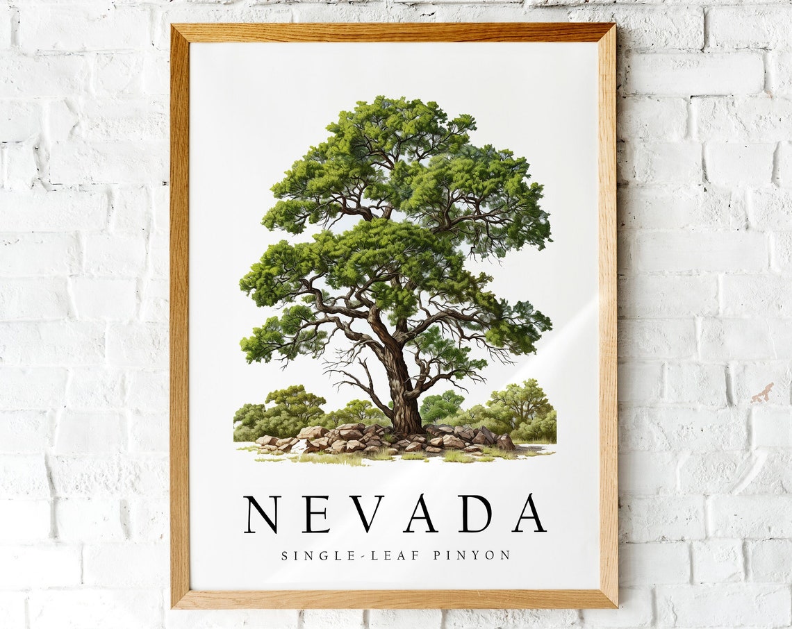 Nevada Single-Leaf Pinyon State Tree Botanical Illustration Poster