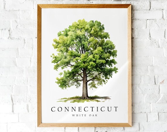 Majestic Connecticut White Oak State Tree Botanical Watercolor Poster