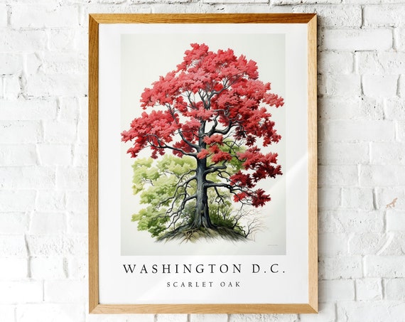 Scarlet Oak The State Tree Of Washington Dc Poster Print Wall Dcor