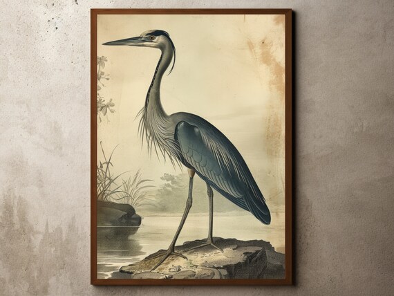 Vintage Antique Blue Heron Drawing Farmhouse Coastal House Decor Botanical Sketch Print Illustration Birds Wall Art