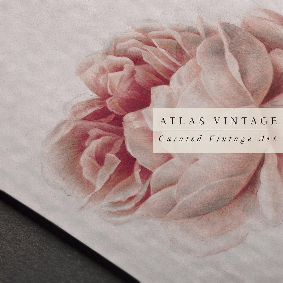 Blush Pink Peony Vintage Botanical Illustration Minimal Floral Print - Image 5