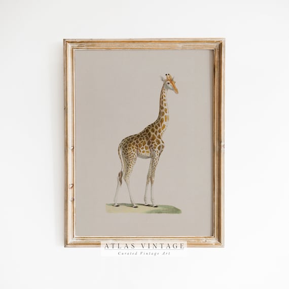 Vintage Giraffe Standing Portrait Natural History Illustration Poster