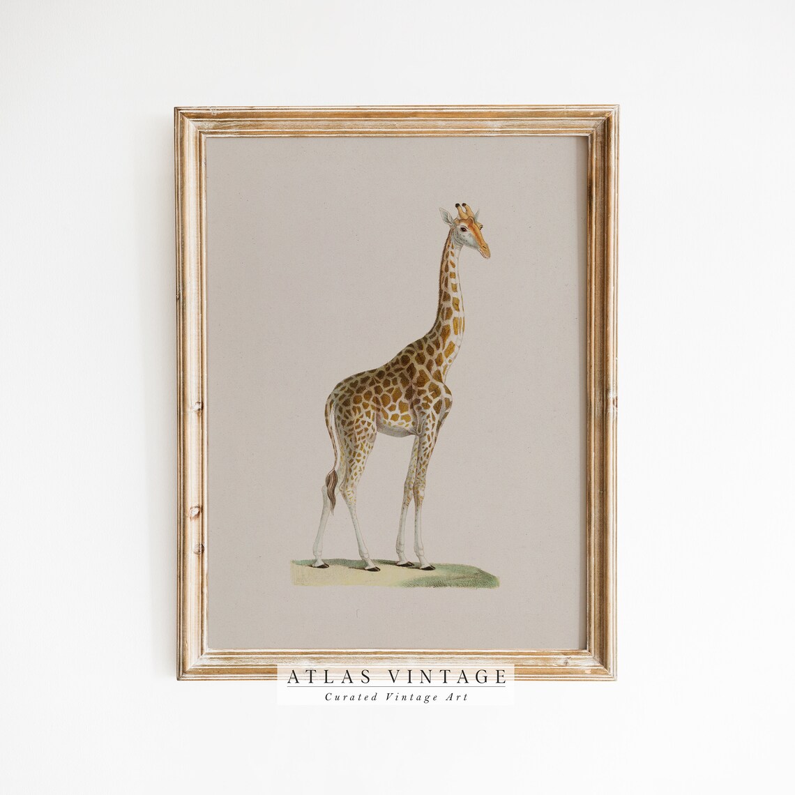 Vintage Giraffe Standing Portrait Natural History Illustration Poster