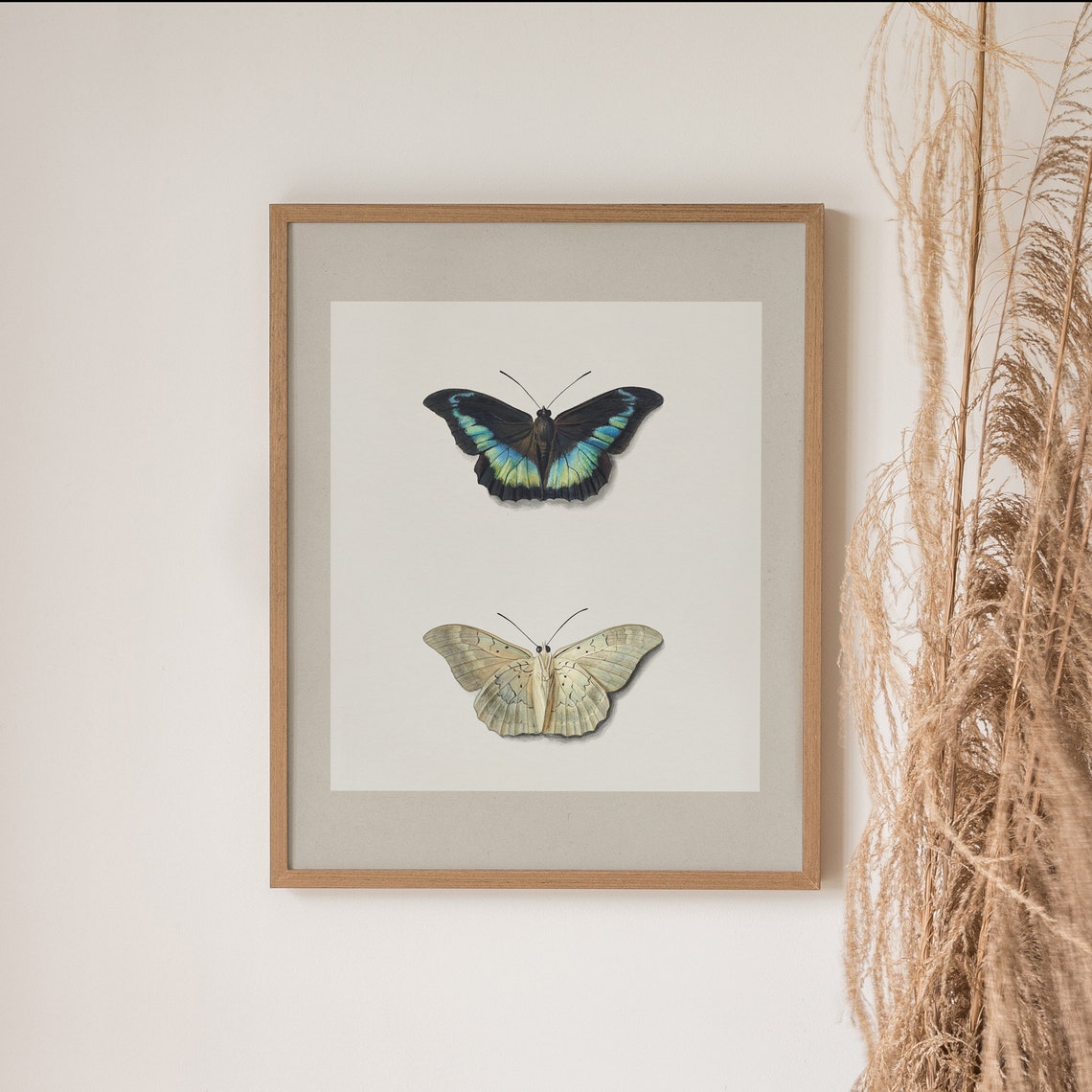 Black And Blue Butterfly With Pale Moth Minimalist Entomology Poster - Image 5