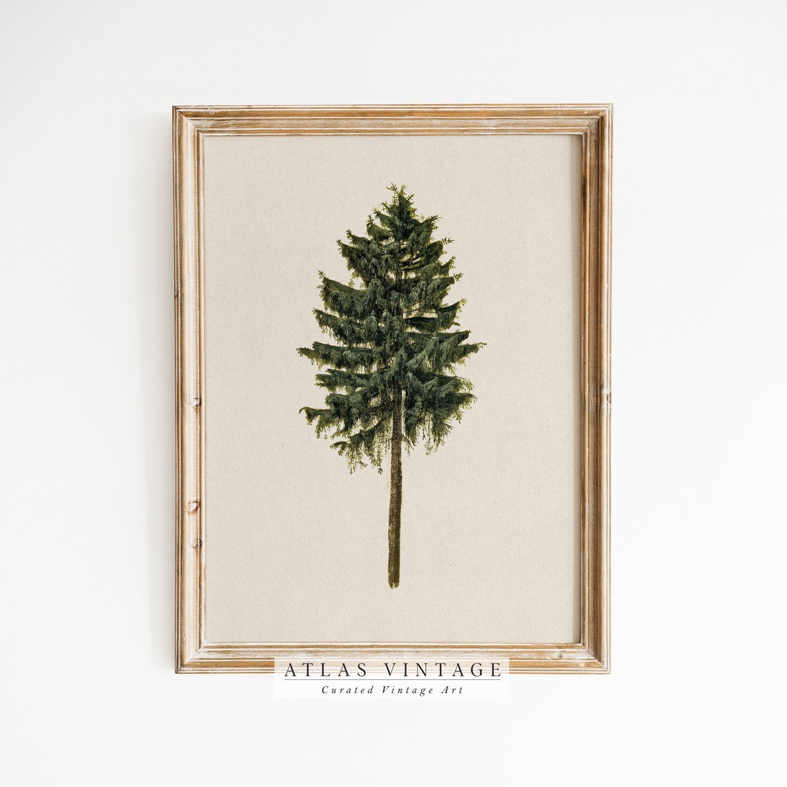 Single Pine Tree Botanical Study Cream Background Art Poster