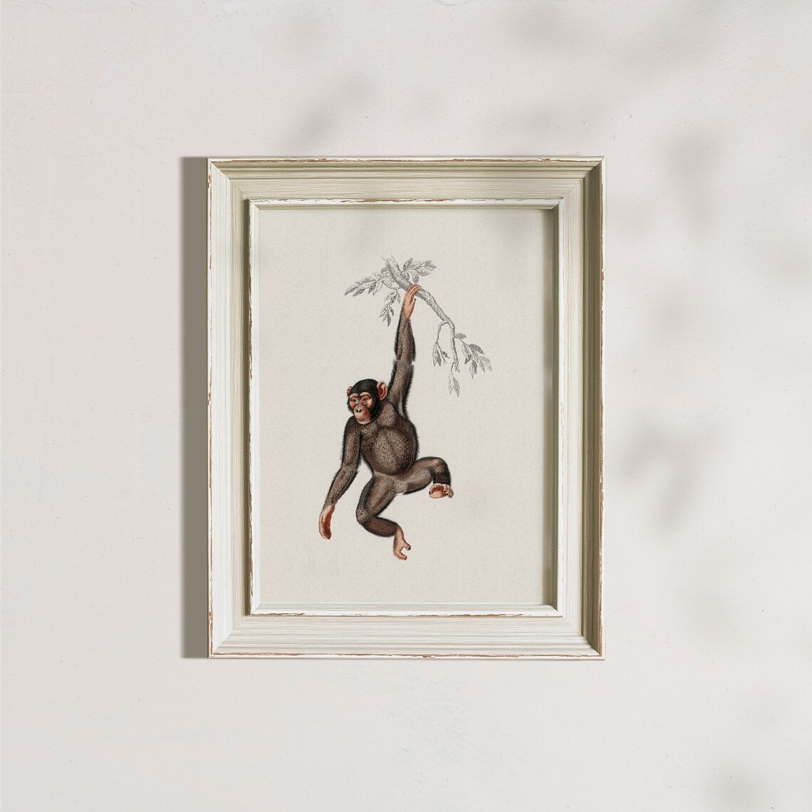 Vintage Monkey Hanging From Branch Antique Animal Illustration Safari Poster - Image 6